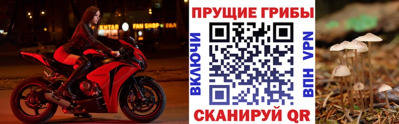 как найти наркотики мега онион Псилоцибиновые грибы GOLDEN TEACHER Балтийск